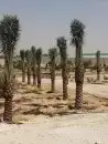 زراعه نخيل 1