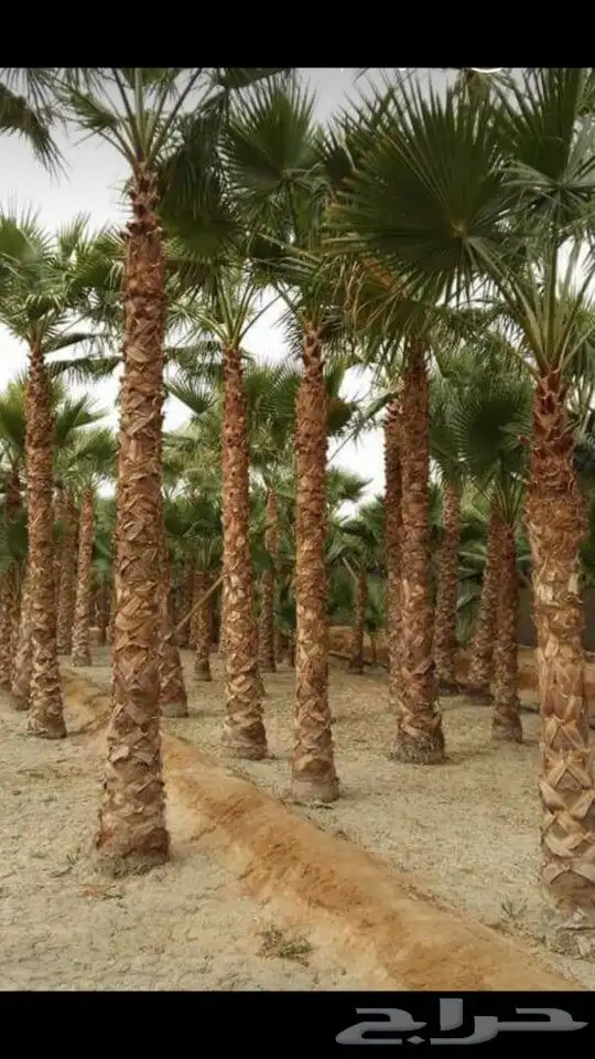 شبوك السياج الخرج الرياض المزحميه ضرم تبراك 0