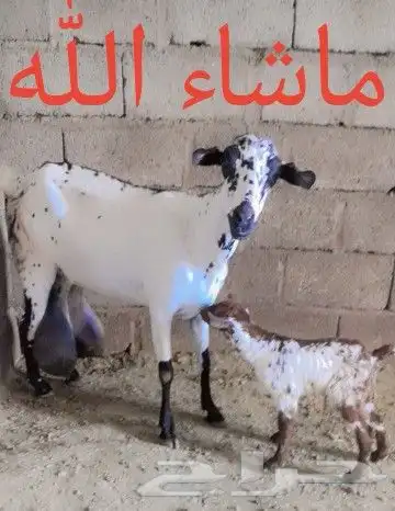 للبيع10 معزا بيشيات فواخر(تم البيع) 11