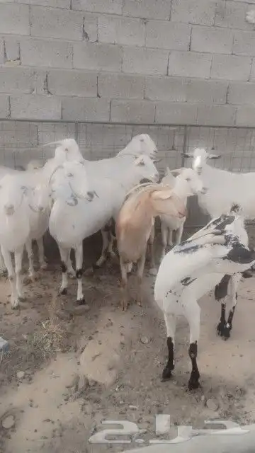 للبيع10 معزا بيشيات فواخر(تم البيع) 0