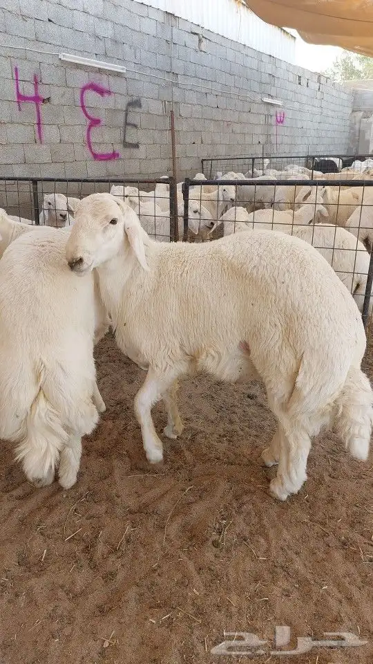 طبخ مع التوصيل وذبايح ثلاجة 0