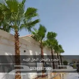 نخل واشنطني ونخل عربي واشجار جهنميه وياسمين وكرفس وزيتون وسد 0