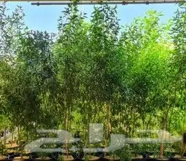 نخل واشنطني ونخل عربي واشجار جهنميه وياسمين وكرفس وزيتون وسد 9