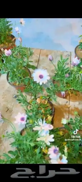 نخل واشنطني ونخل عربي واشجار جهنميه وياسمين وكرفس وزيتون وسد 8