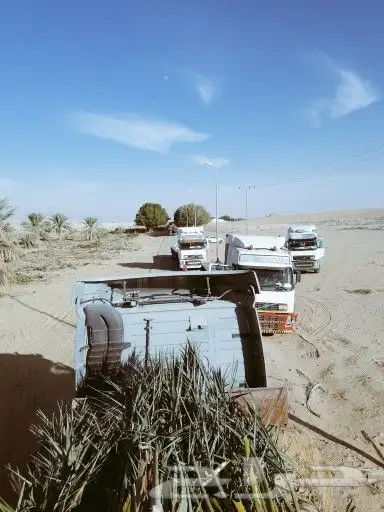 نخل واشنطني ونخل عربي واشجار جهنميه وياسمين وكرفس وزيتون وسد 5