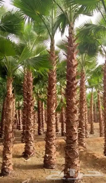 نخل واشنطني ونخل عربي واشجار جهنميه وياسمين وكرفس وزيتون وسد 3
