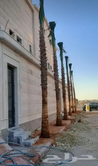 نخل واشنطني ونخل عربي واشجار جهنميه وياسمين وكرفس وزيتون وسد 1