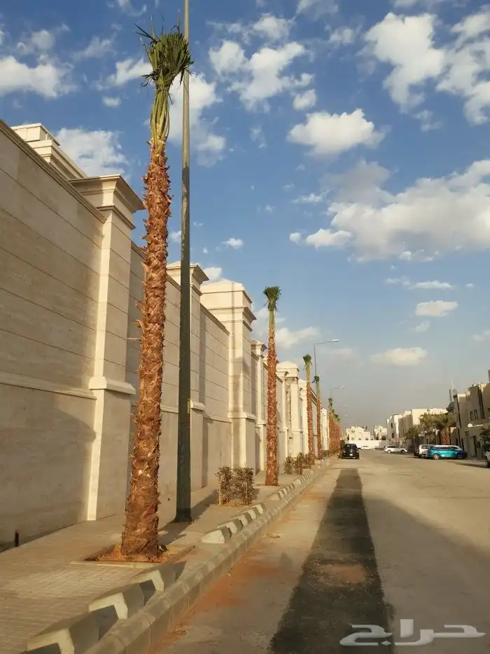 نخل واشنطني ونخل عربي واشجار جهنميه وياسمين وكرفس وزيتون وسد 2