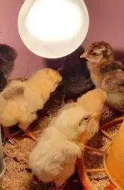 لمبات صفراء جملة وتفريد 2