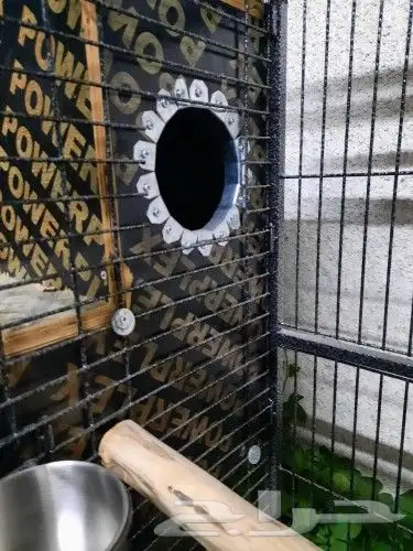 بيضات كاسكو امزوني كوكاتو مكاو ...الخ 5