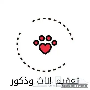 عياده القطط البيطريه 6