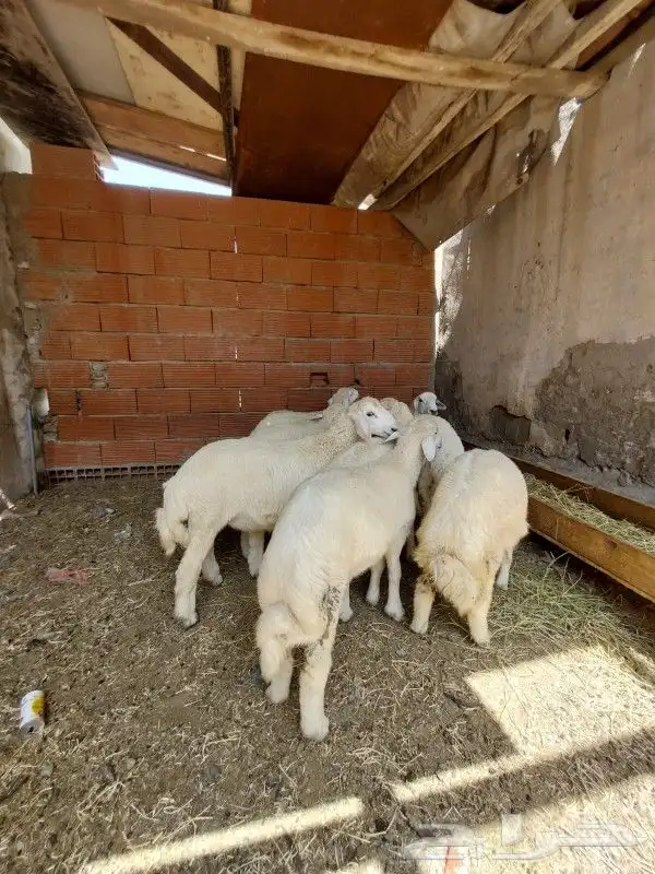 طبخ وتجيهز مناسبات و توصيل وذبيحتك إلى بيتك 8