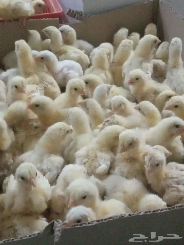 صوص لاحم روس للبيع 0