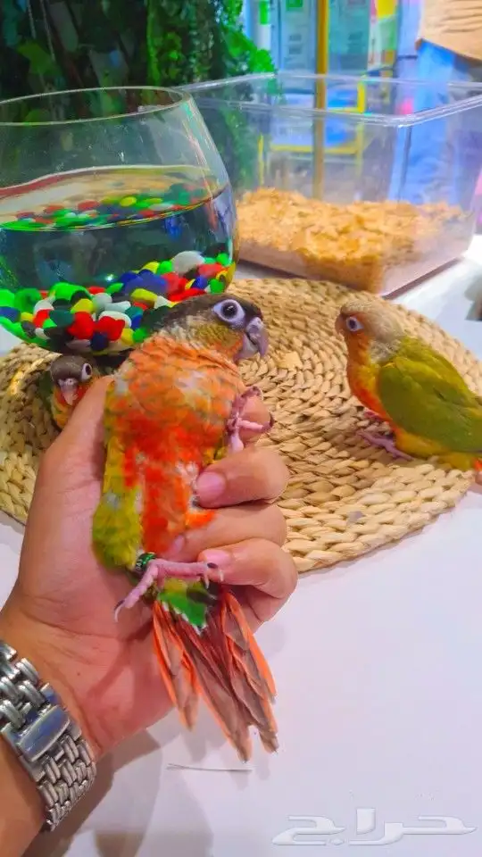 فروخ كنيور ب 650ريال تم البيع 14