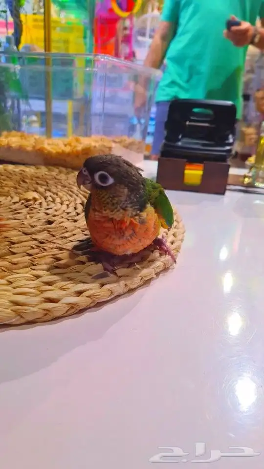 فروخ كنيور ب 650ريال تم البيع 7