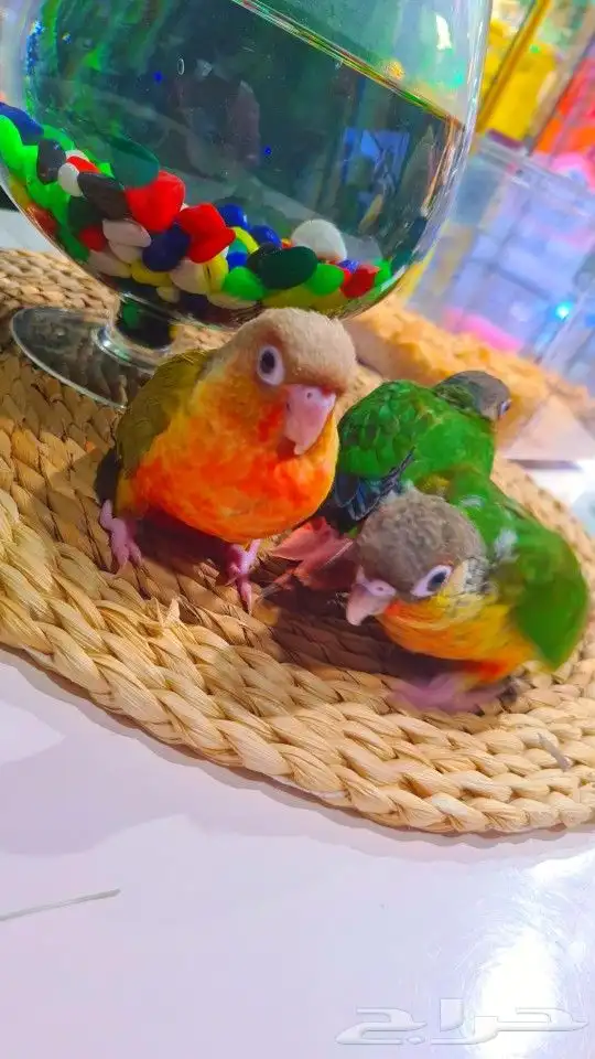 فروخ كنيور ب 650ريال تم البيع 6