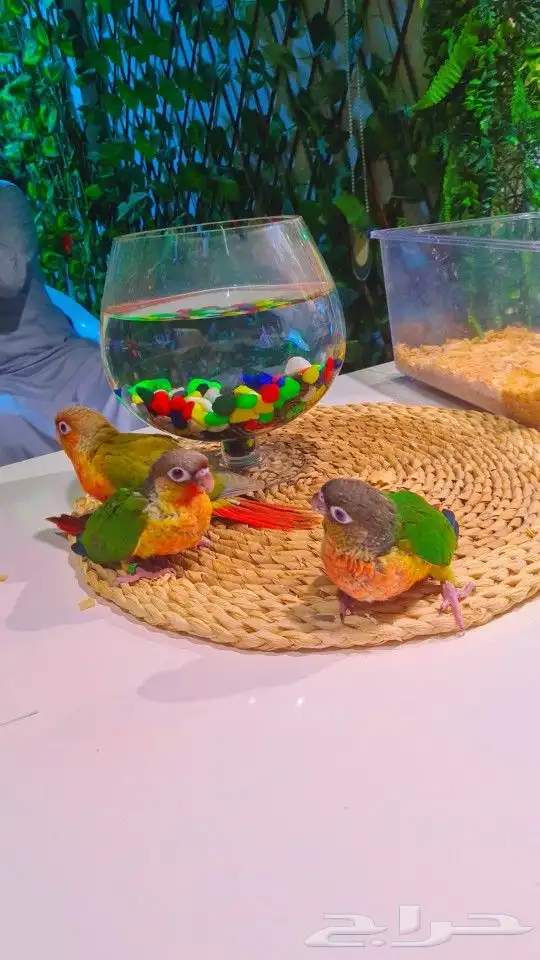 فروخ كنيور ب 650ريال تم البيع 12