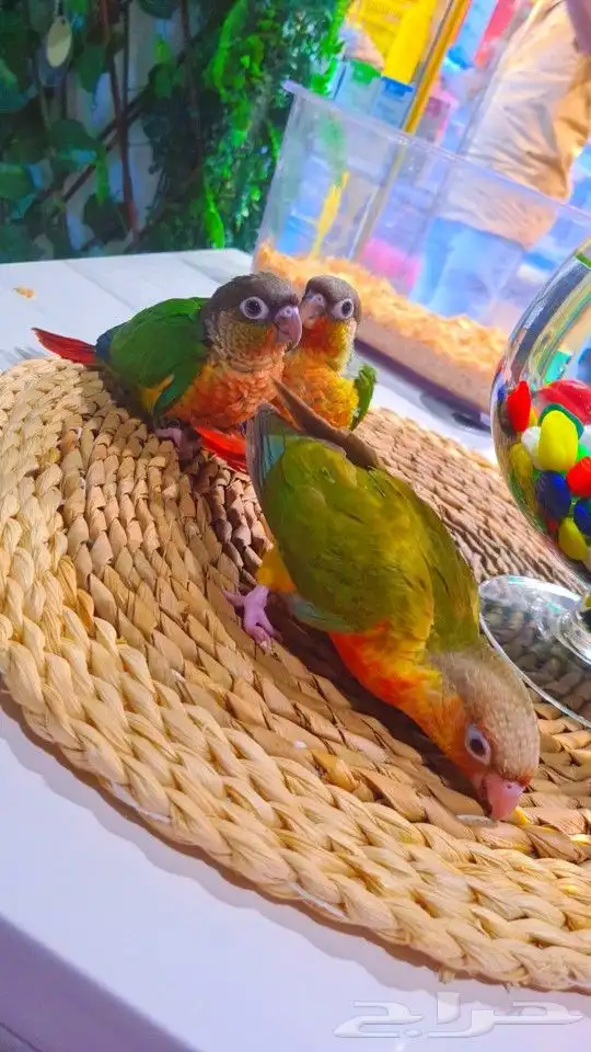 فروخ كنيور ب 650ريال تم البيع 21