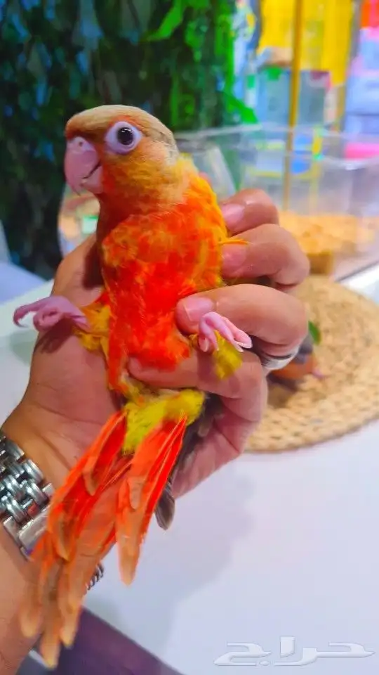 فروخ كنيور ب 650ريال تم البيع 13