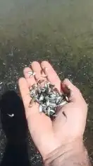 الطريق الى الملايين المزارع السمكية المكثفه 2