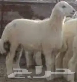 مركزرواد تهامه ليسة الوحيده فلاكن يشهدالله أنها افضل الملاحم 17