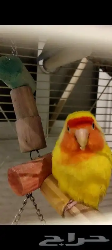 روز انثي عمرها سنتين 3