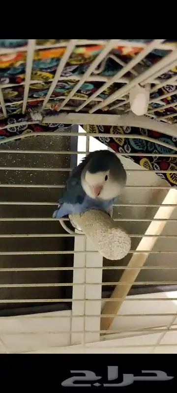 روز انثي عمرها سنتين 1