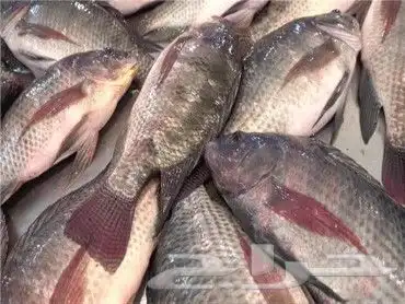 الطريق الى الملايين المزارع السمكية المكثفه 0