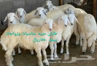 مركزرواد تهامه ليسة الوحيده فلاكن يشهدالله أنها افضل الملاحم 19