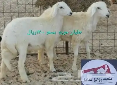 مركزرواد تهامه ليسة الوحيده فلاكن يشهدالله أنها افضل الملاحم 16