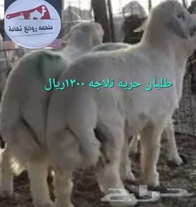مركزرواد تهامه ليسة الوحيده فلاكن يشهدالله أنها افضل الملاحم 18