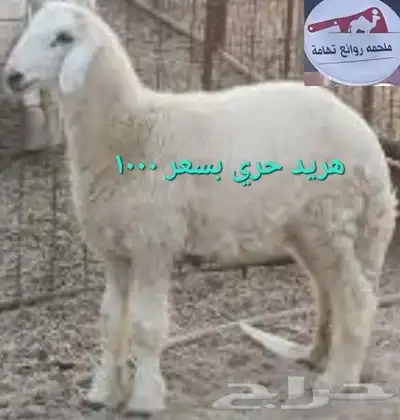 مركزرواد تهامه ليسة الوحيده فلاكن يشهدالله أنها افضل الملاحم 13