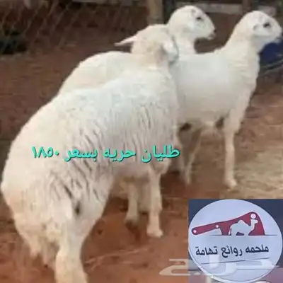 مركزرواد تهامه ليسة الوحيده فلاكن يشهدالله أنها افضل الملاحم 15