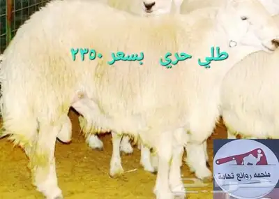 مركزرواد تهامه ليسة الوحيده فلاكن يشهدالله أنها افضل الملاحم 12