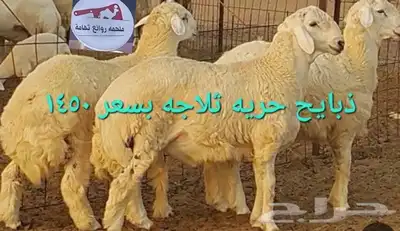 مركزرواد تهامه ليسة الوحيده فلاكن يشهدالله أنها افضل الملاحم 21