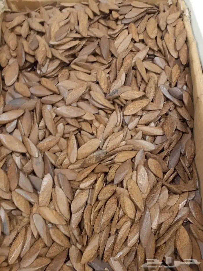 عود مروكي تصفيه بسعر طيب 0