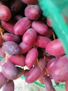 بلخ القَرَن الاحمر عضوي لايقارن باي شي اخر 0