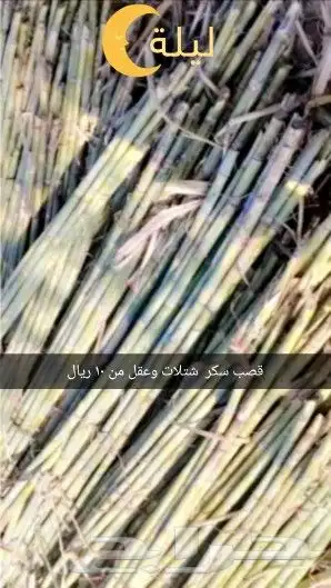 شتلات قصب السكر نوعين ومتوفر عقل صالحة للزراعه 2