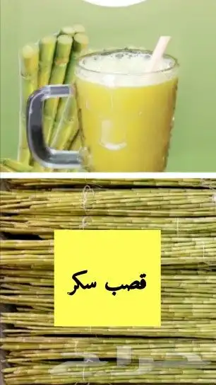 شتلات قصب السكر نوعين ومتوفر عقل صالحة للزراعه 1