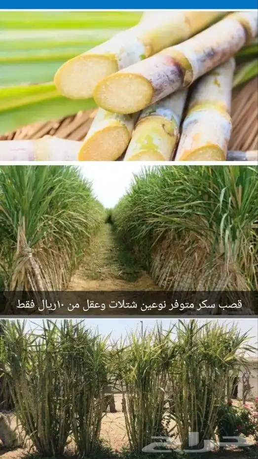 شتلات قصب السكر نوعين ومتوفر عقل صالحة للزراعه 0
