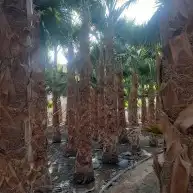 يوجد نخل وشنطني واشجار اسدر وزيتون 0