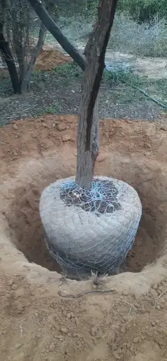 يوجد نخل وشنطني واشجار اسدر وزيتون 3