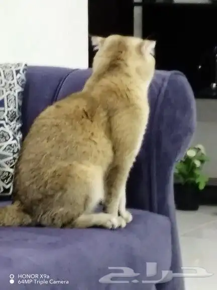 سكوتش سلالة نقية للتزاوج 2