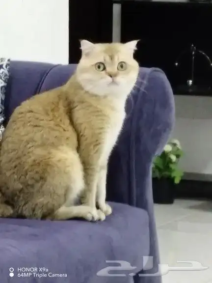 سكوتش سلالة نقية للتزاوج 1