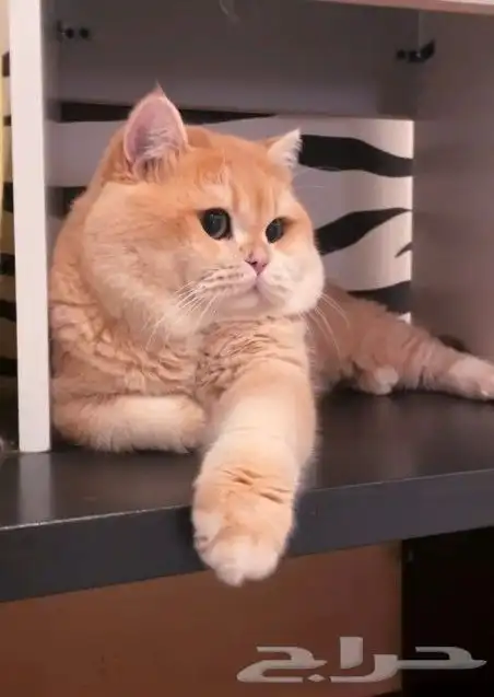 كتن سكوتش مسجل مستوى عالي ( تم البيع ) 3