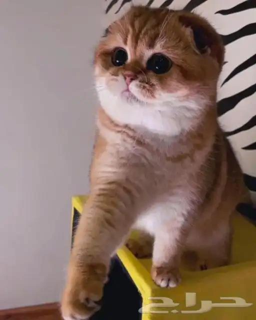 كتن سكوتش مسجل مستوى عالي ( تم البيع ) 2