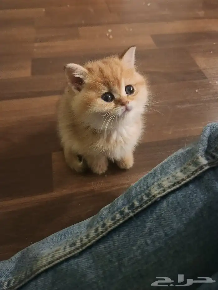 كتن سكوتش مسجل مستوى عالي ( تم البيع ) 1