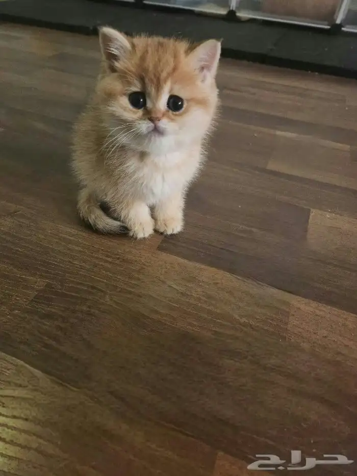 كتن سكوتش مسجل مستوى عالي ( تم البيع ) 0