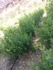 حناء ضواحي ينبع جوده 4