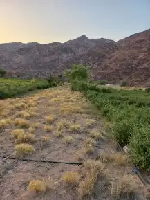 حناء ضواحي ينبع جوده 7